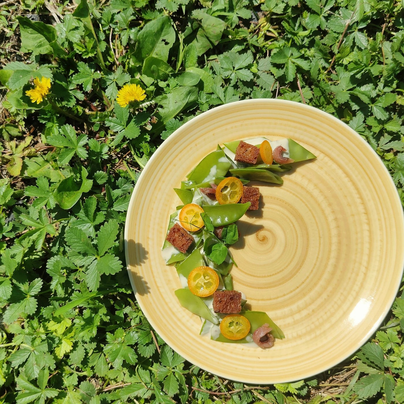 Haricots plats césar 1.JPG