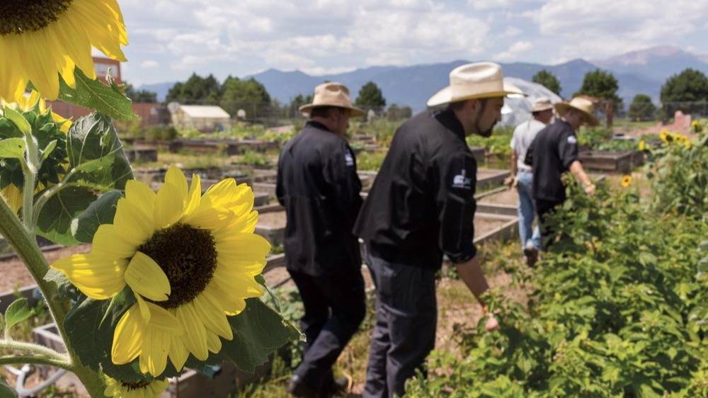 agriculture-sunflower.jpg
