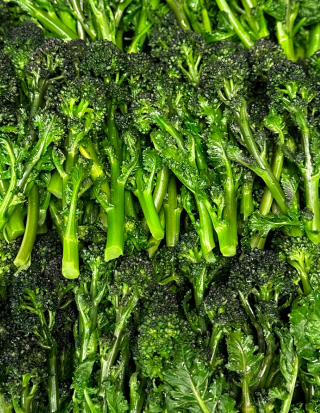 IMG_5717.jpeg IMG_5717.jpeg