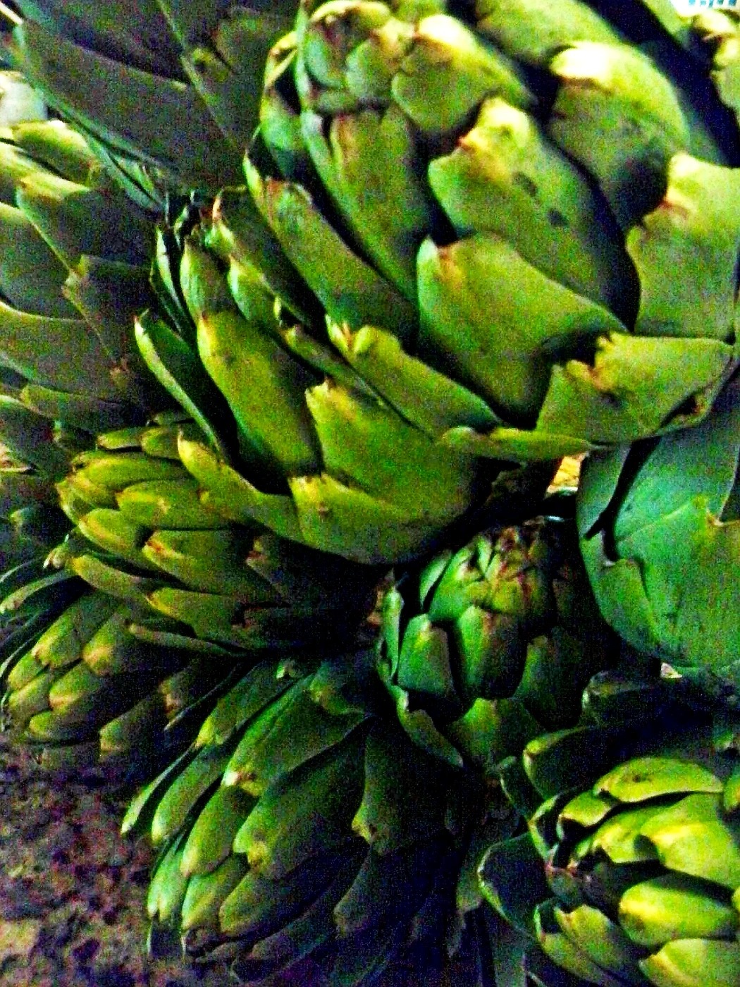 CAM00083 (2).jpg CAM00083 (2).jpg