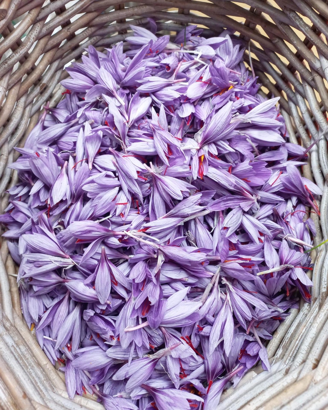 IMG_7883.jpeg IMG_7883.jpeg