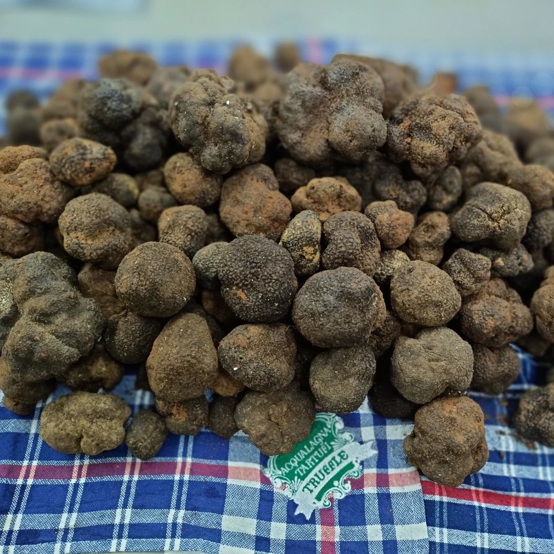 Il Tartufo Nero  The Black Truffle