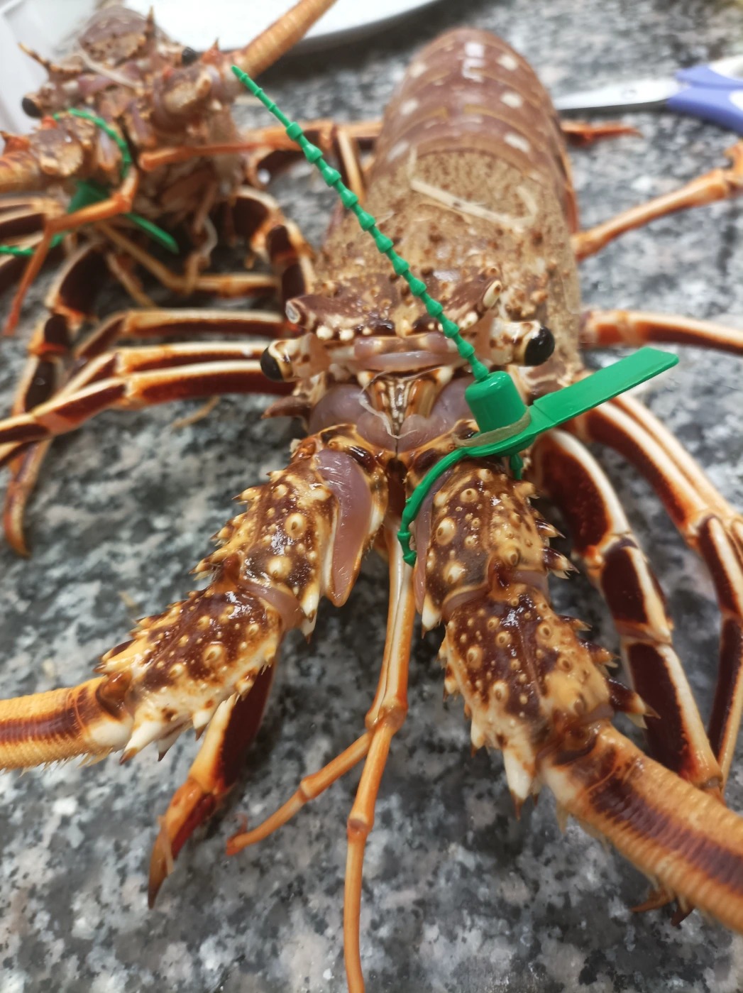 IMG_20241005_180732.jpg IMG_20241005_180732.jpg