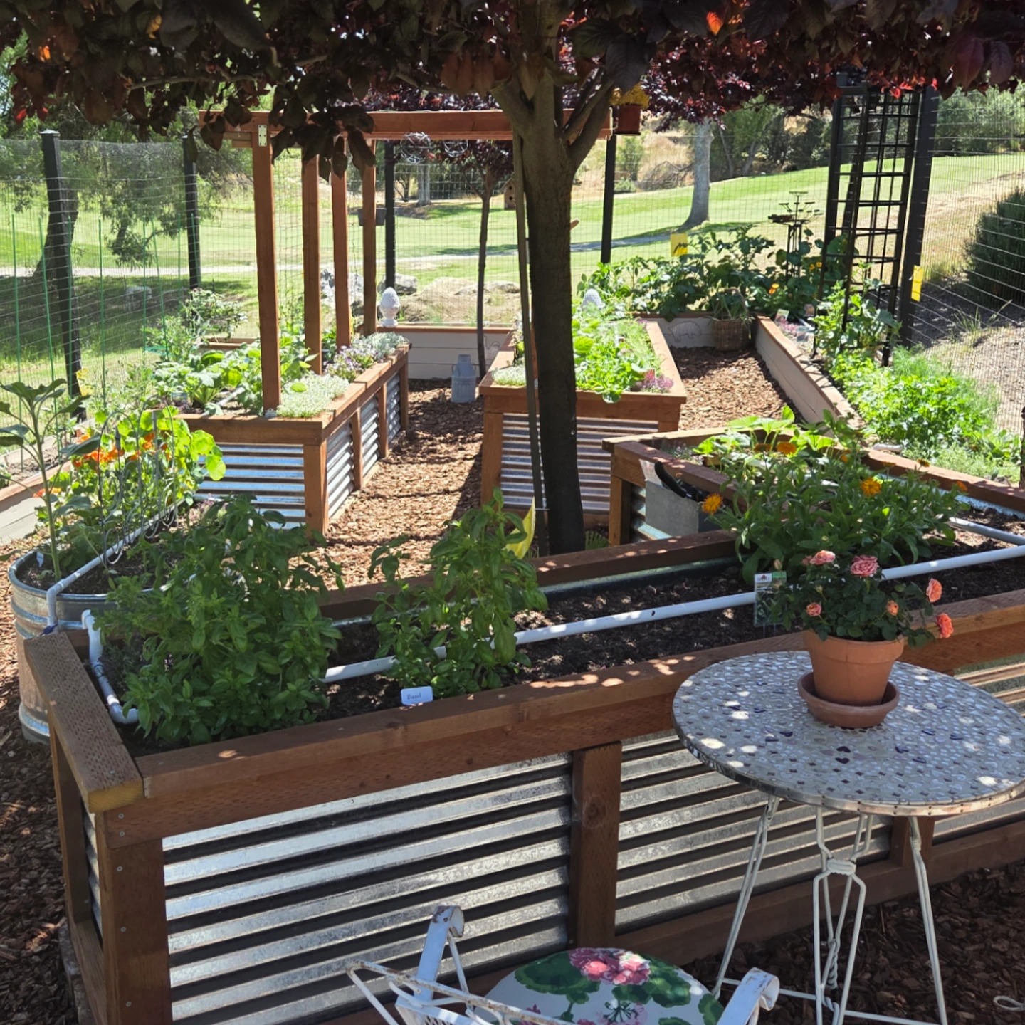 Photo from chef Taylor Koellish