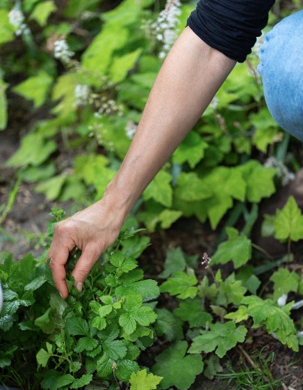 CAUCALIS  - balade degustation .png