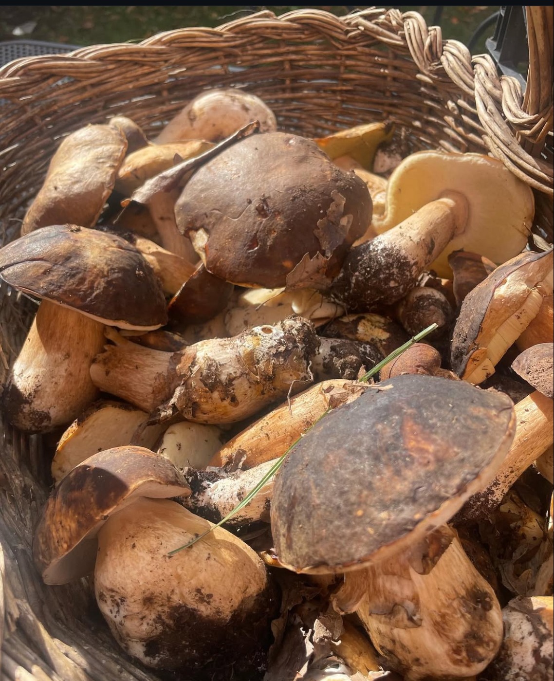 IMG_0187.jpeg IMG_0187.jpeg