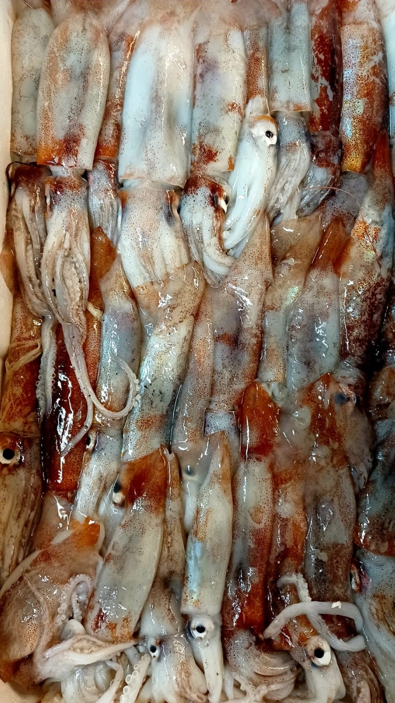 IMG-20210926-WA0020.jpeg IMG-20210926-WA0020.jpeg