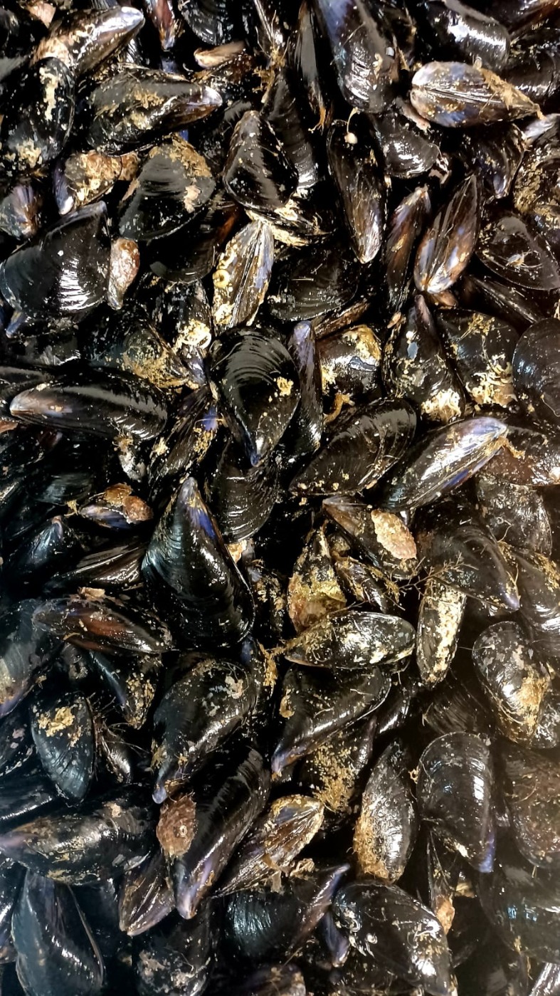 IMG-20210926-WA0021.jpeg IMG-20210926-WA0021.jpeg