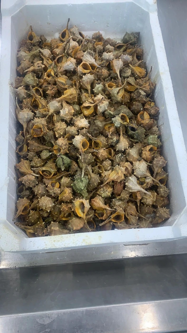 1000044262.jpg 1000044262.jpg