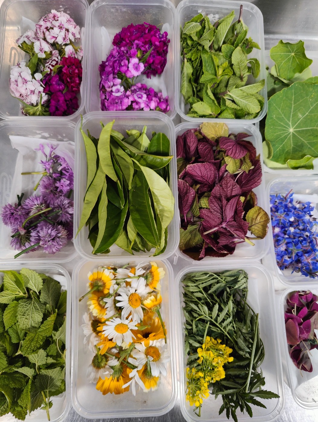 IMG20250515122431.jpg IMG20250515122431.jpg