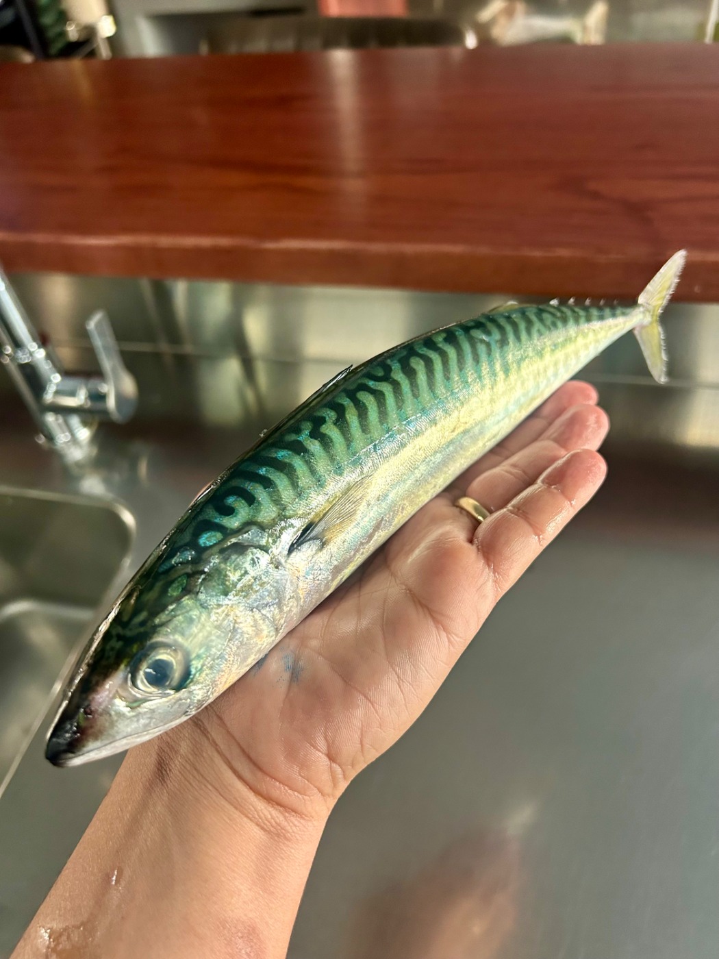 IMG_1611.jpeg IMG_1611.jpeg