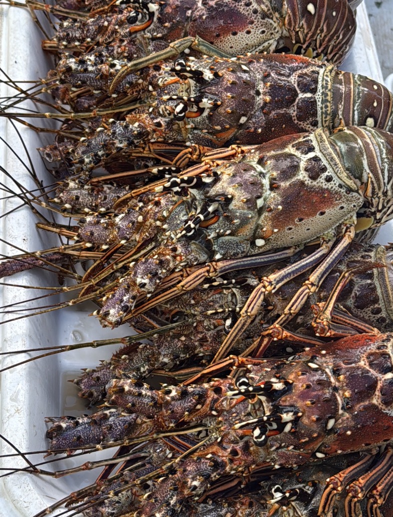 39F3ED0A-5EDC-482B-8011-EA8BB0F59047.jpeg 39F3ED0A-5EDC-482B-8011-EA8BB0F59047.jpeg