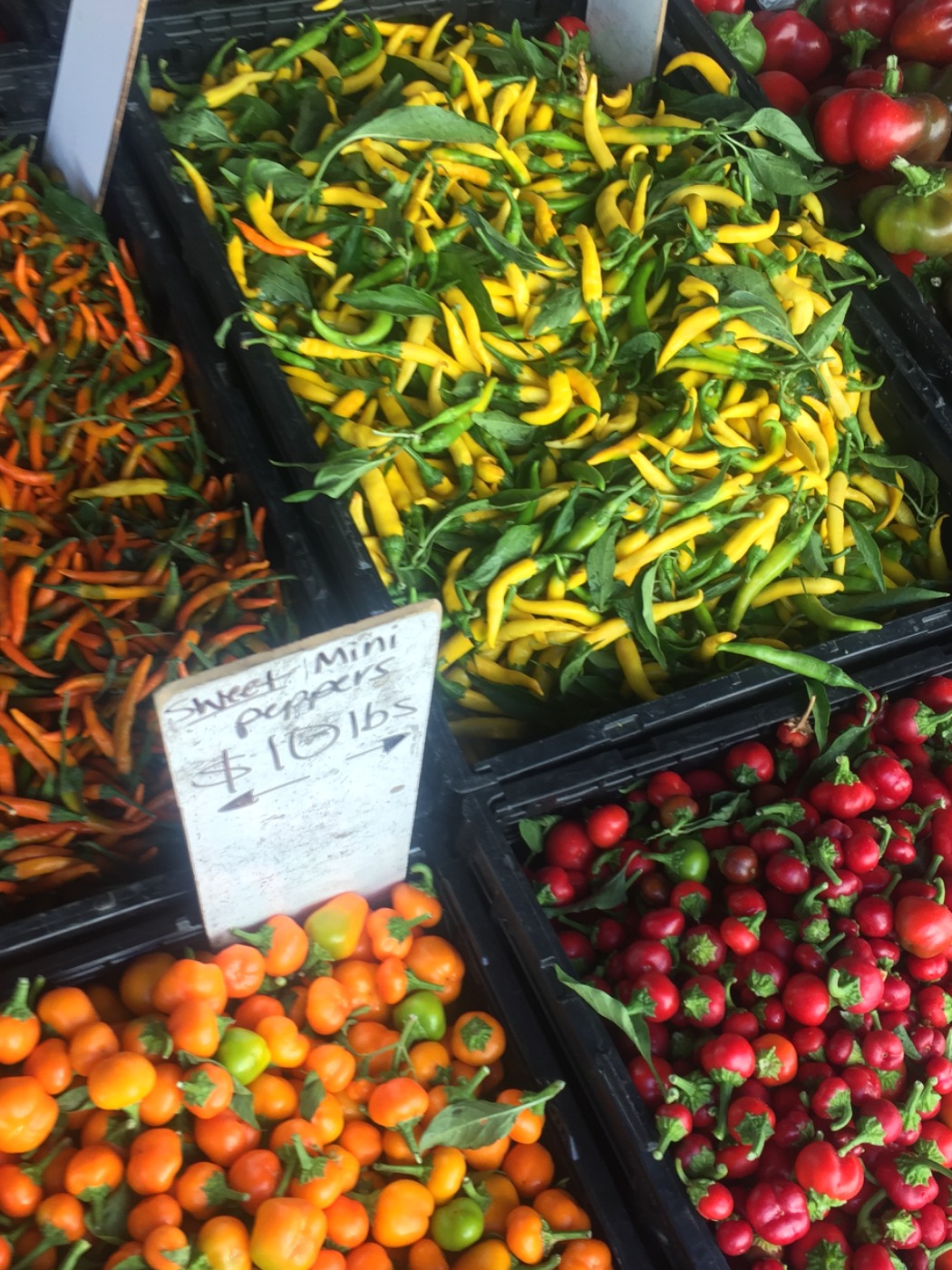 IMG_8068.jpeg IMG_8068.jpeg