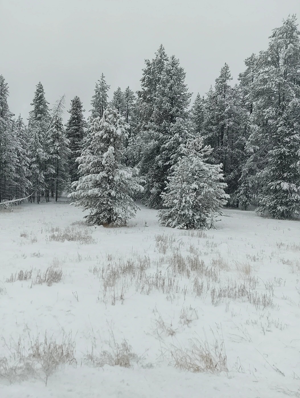 inbound883254217752381718.jpg inbound883254217752381718.jpg