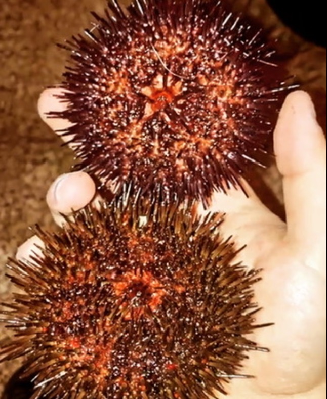 IMG_2651.png IMG_2651.png