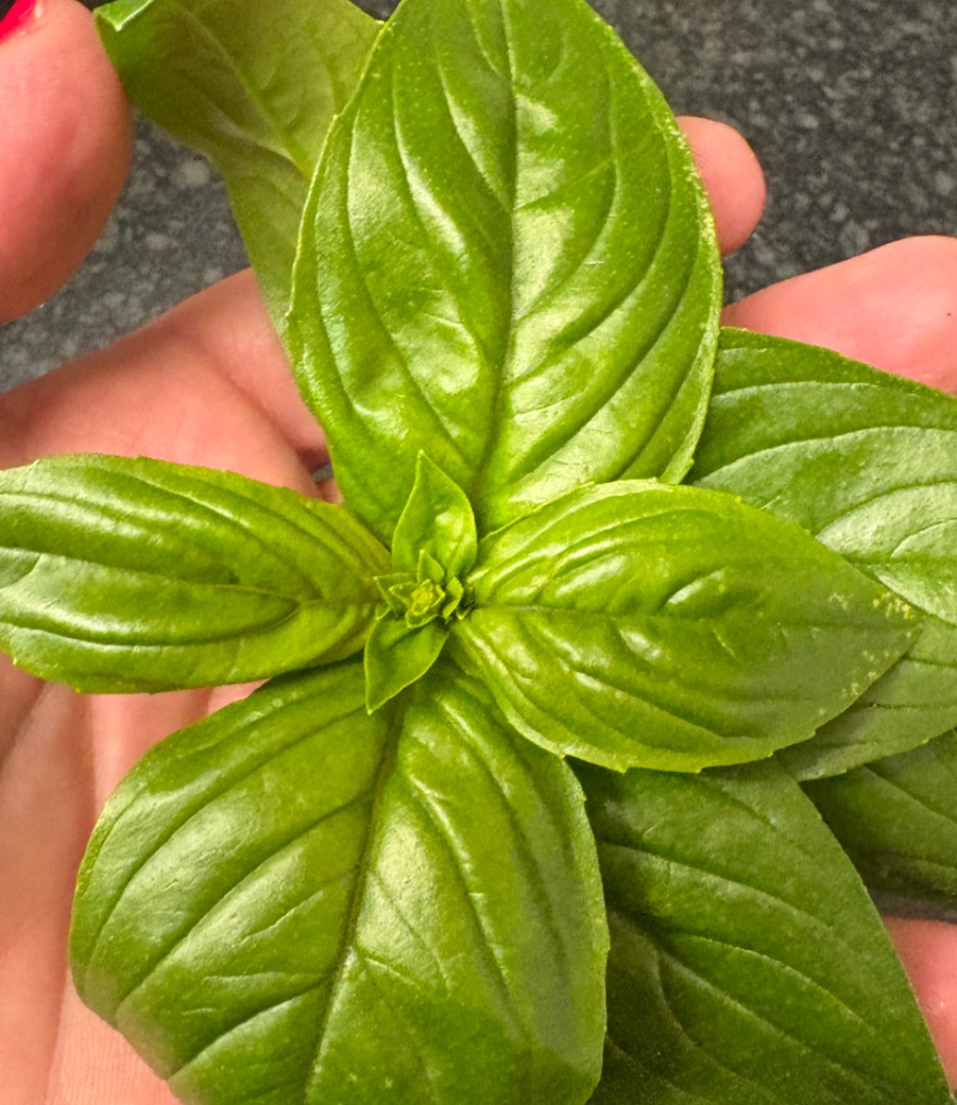 IMG_9133.jpeg IMG_9133.jpeg