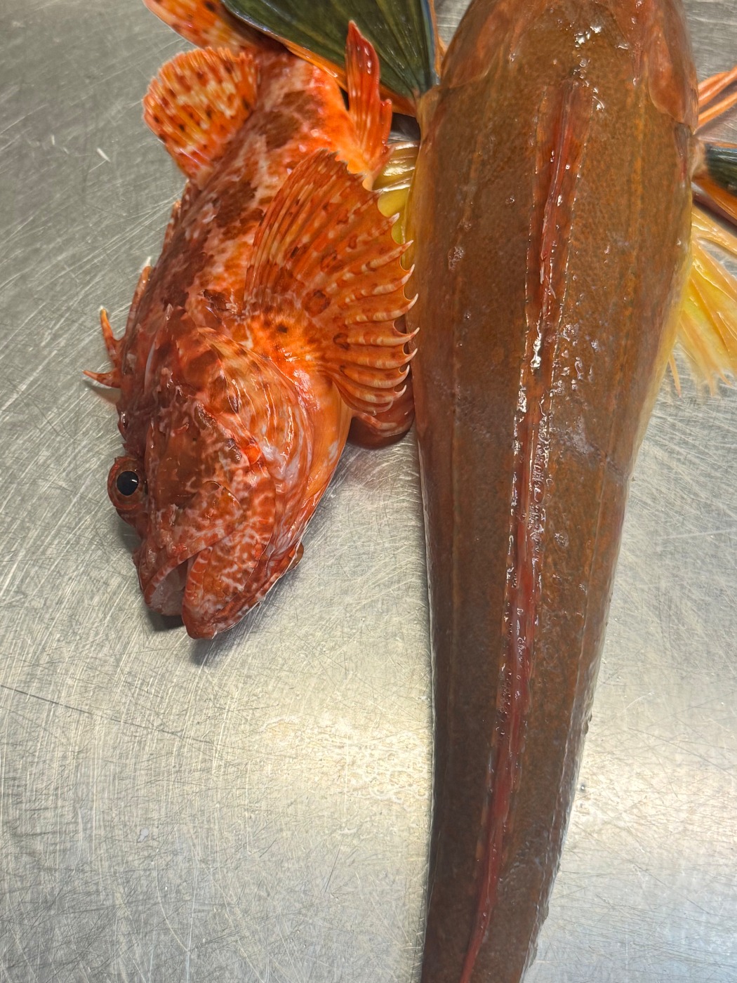 IMG_6065.jpeg IMG_6065.jpeg