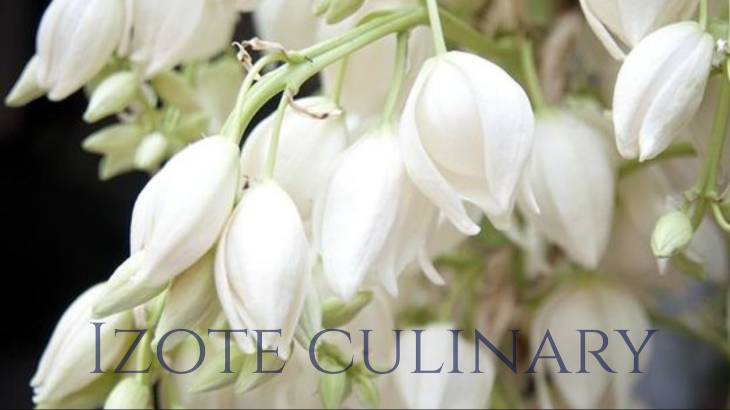 Izote Culinary.png Izote Culinary.png