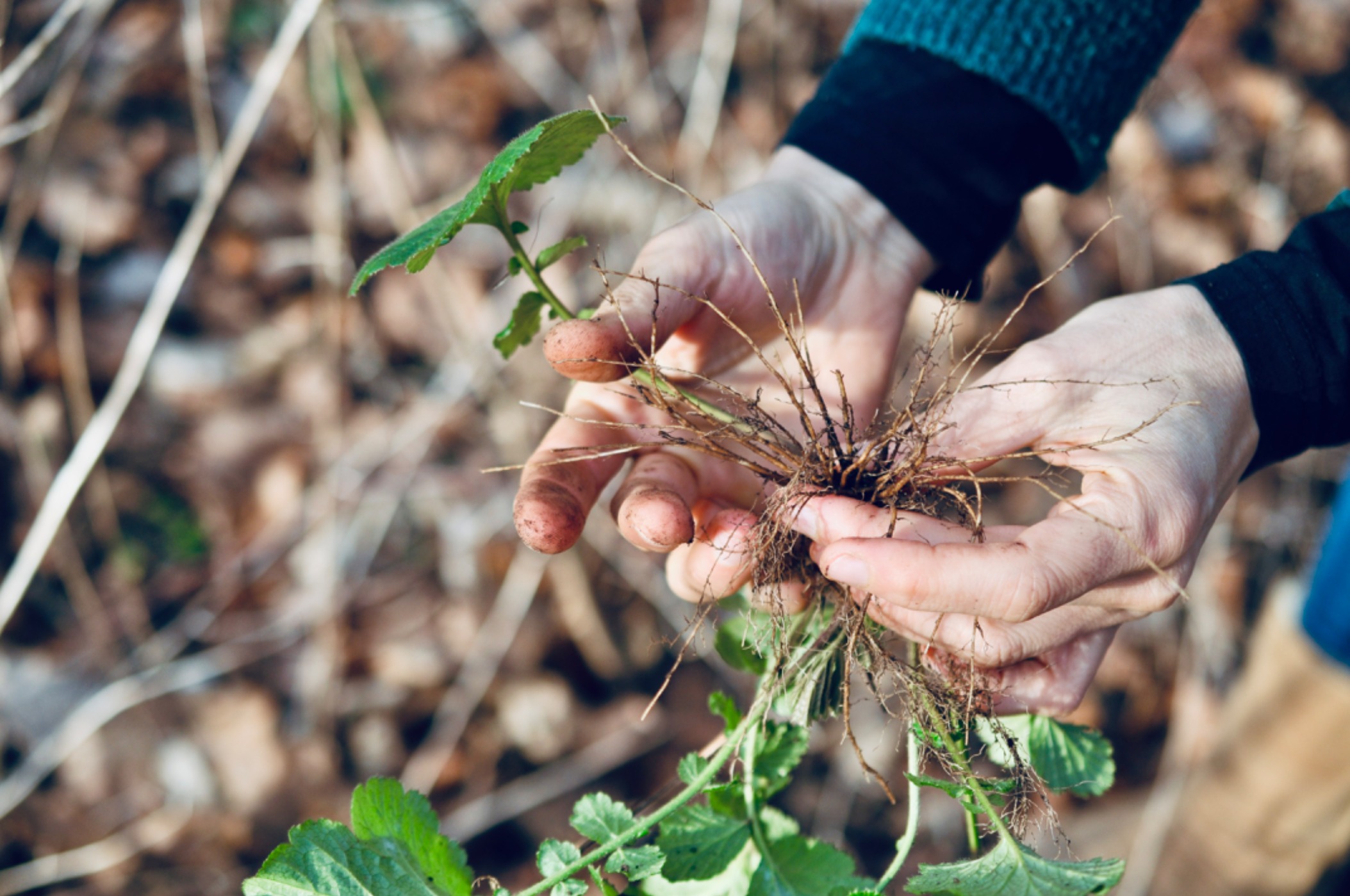 CAUCALIS - racines.JPG