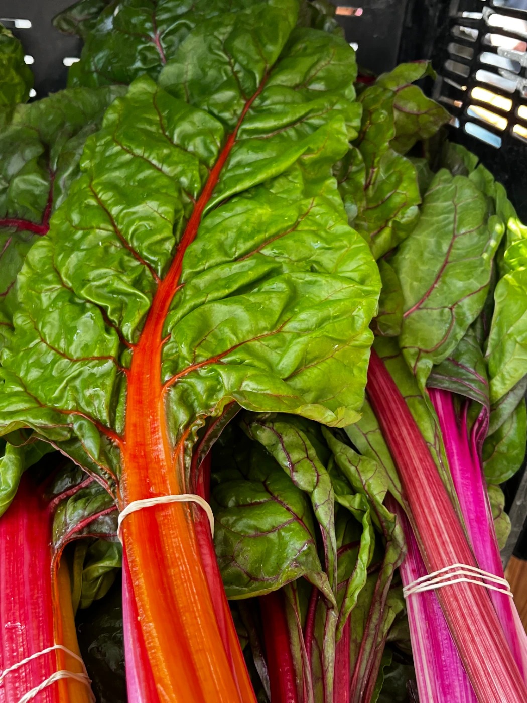 IMG_8906.jpeg IMG_8906.jpeg