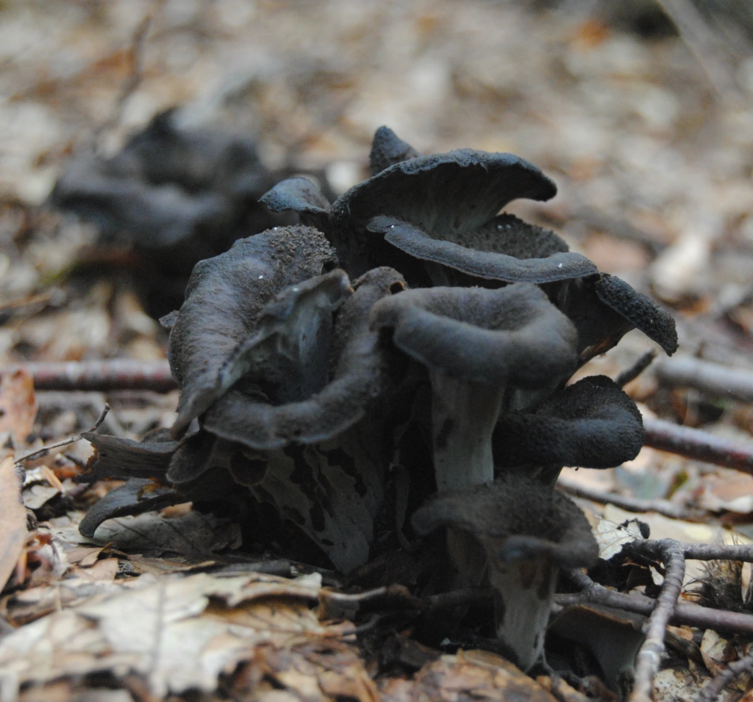 DSC_0036.JPG