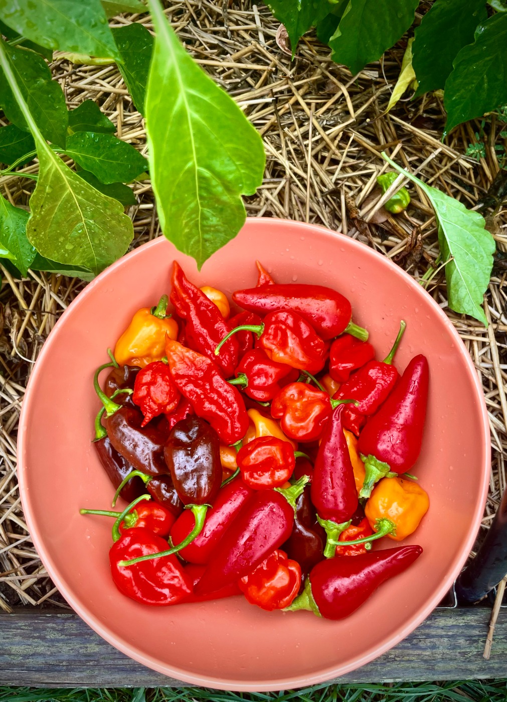 IMG_2964.jpeg IMG_2964.jpeg