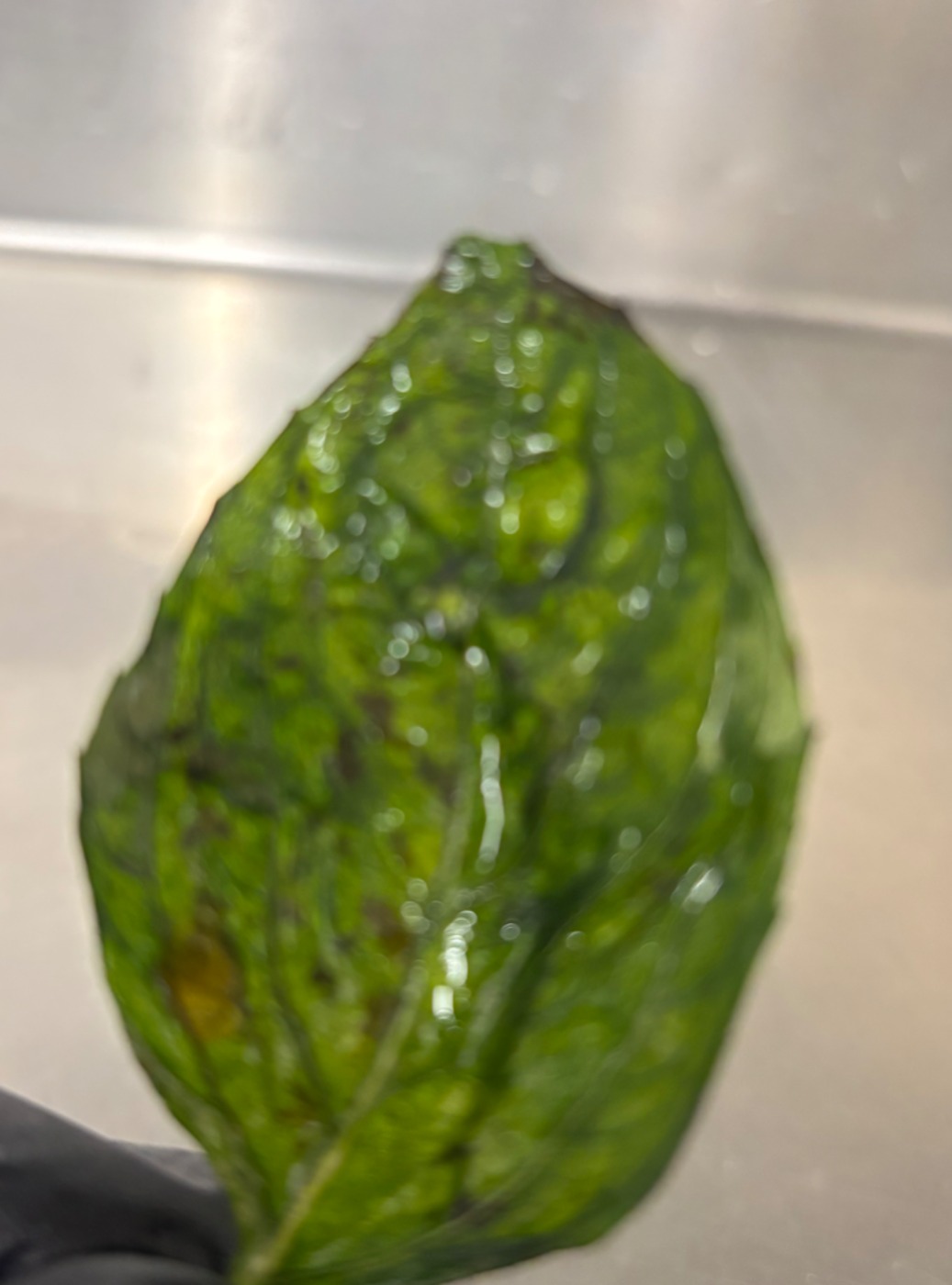 IMG_3016.jpeg IMG_3016.jpeg