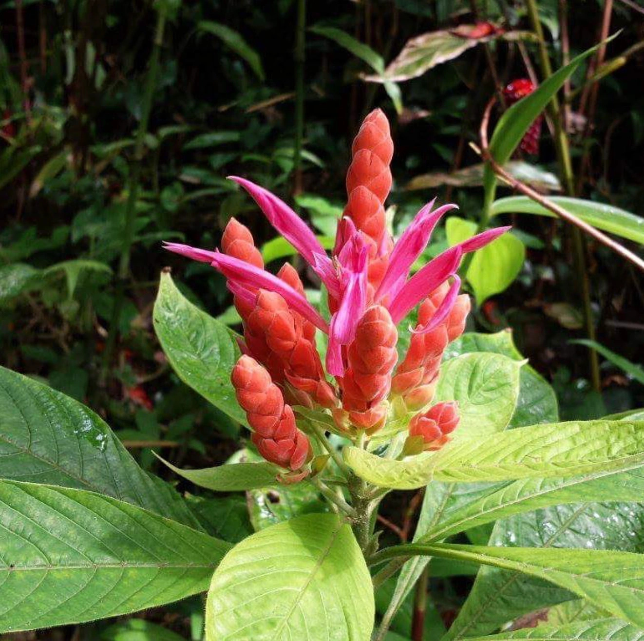 Captura de pantalla 2026-04-07 a la(s) 10.59.56 a.m..png