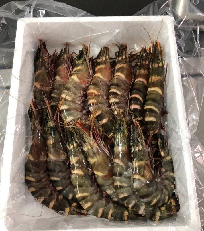 GAMBAS 1.png
