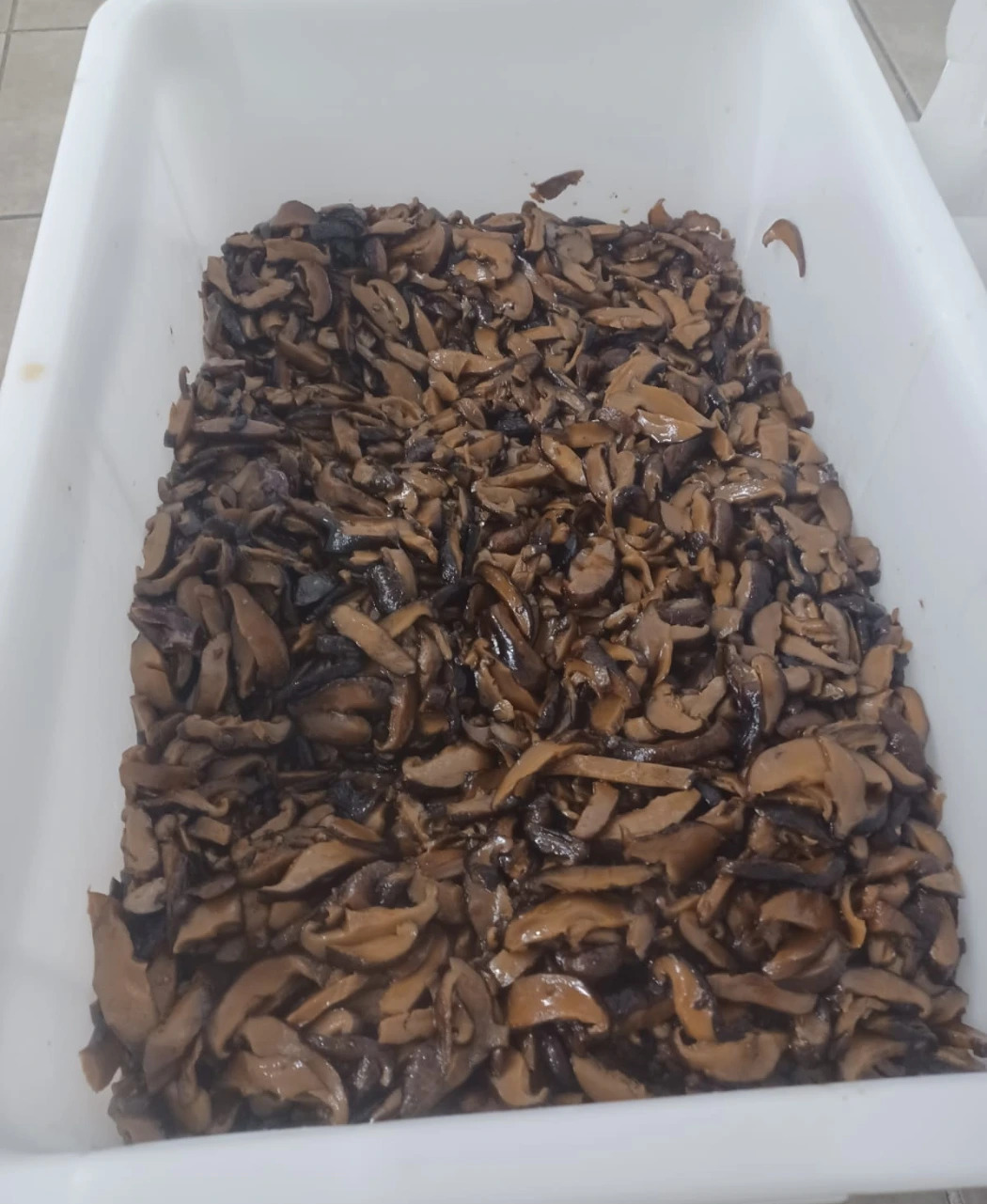 shitake.jpeg shitake.jpeg