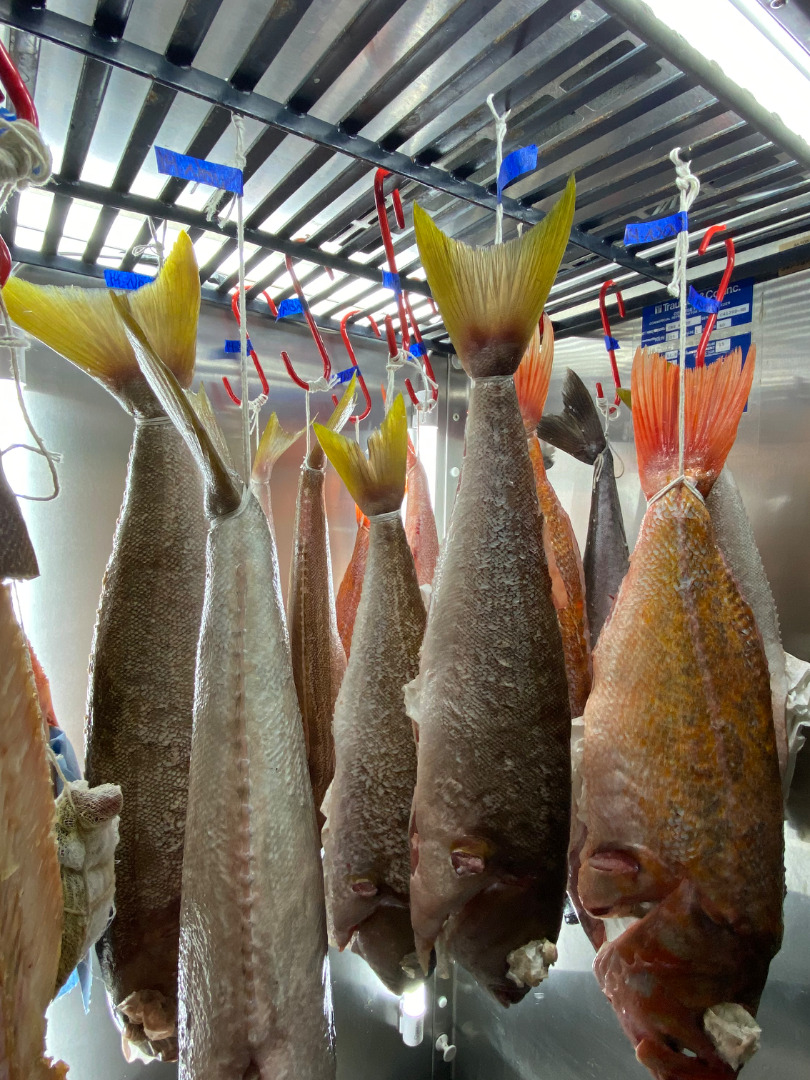 pescas del dia