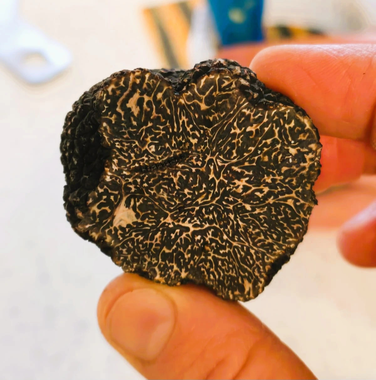 Winter Truffle 1.JPG Winter Truffle 1.JPG