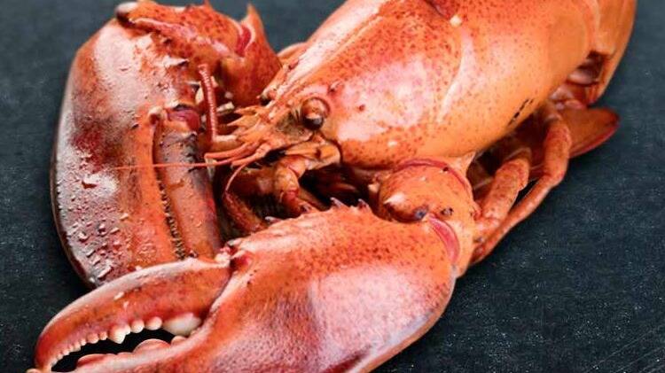 lobster.jpg