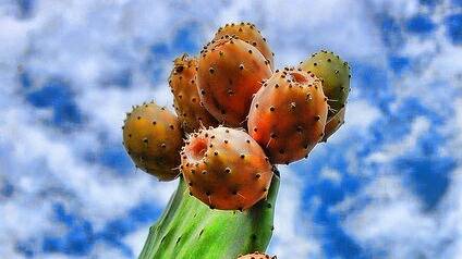México