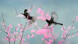 Cherry blossom girl