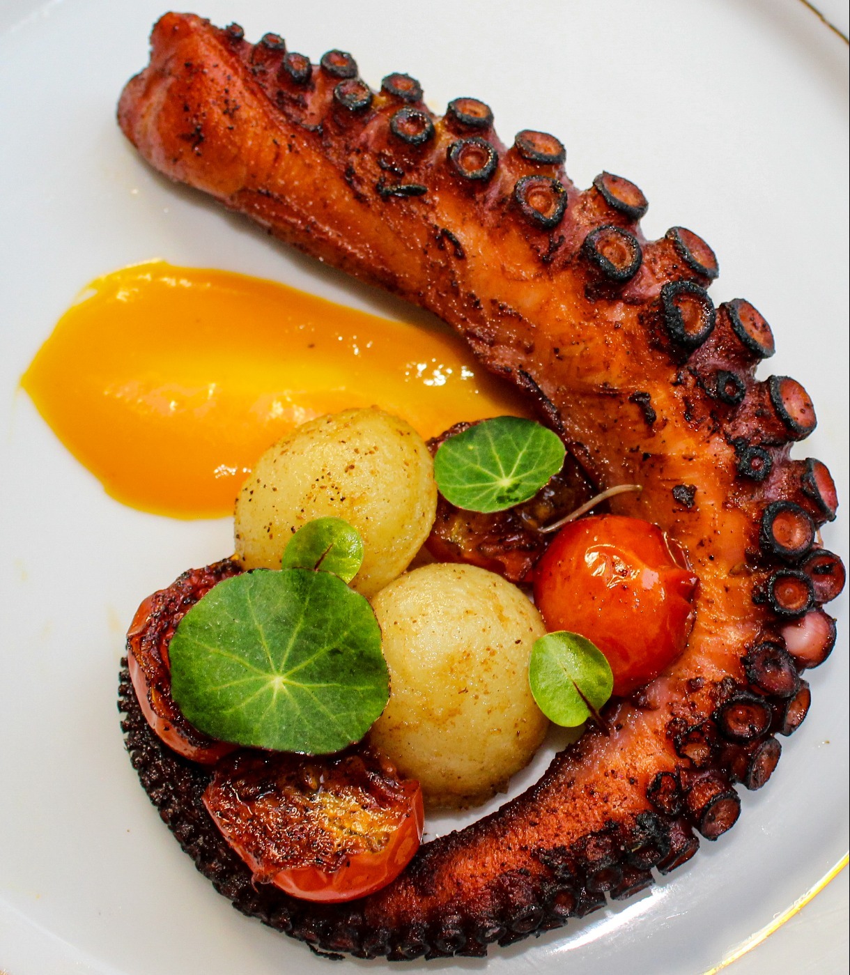 octopus_.jpg