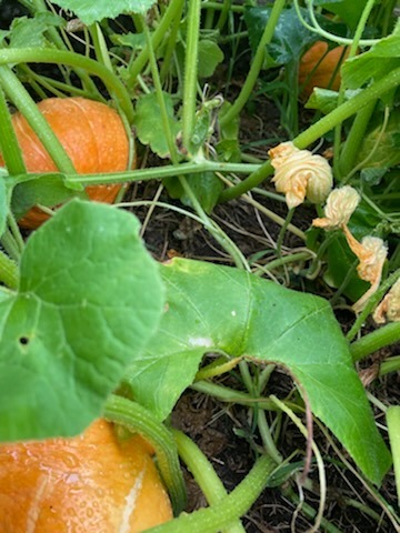 IMG_20230914_105156.jpg