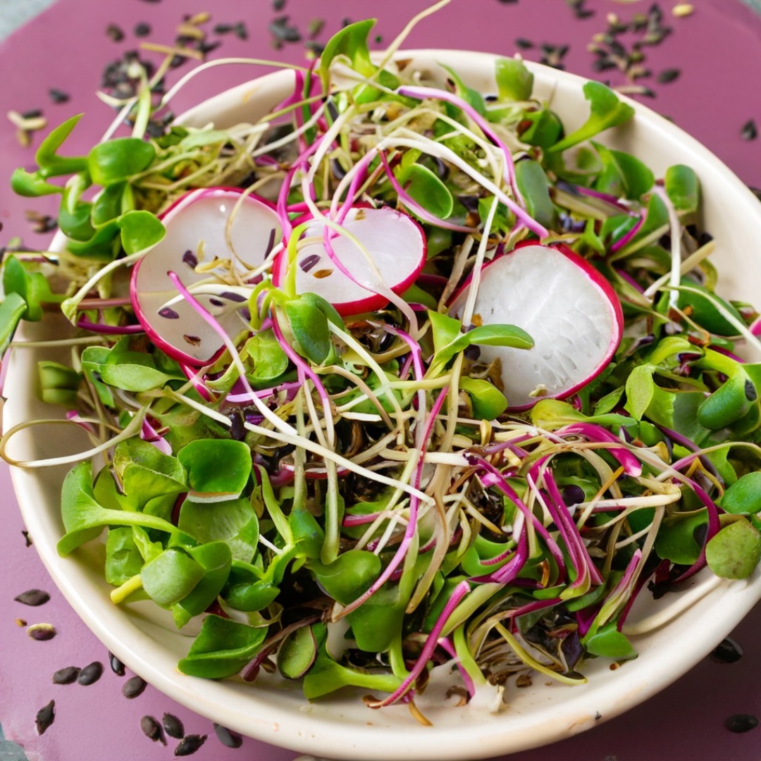 Microgreen-Salat.png Microgreen-Salat.png