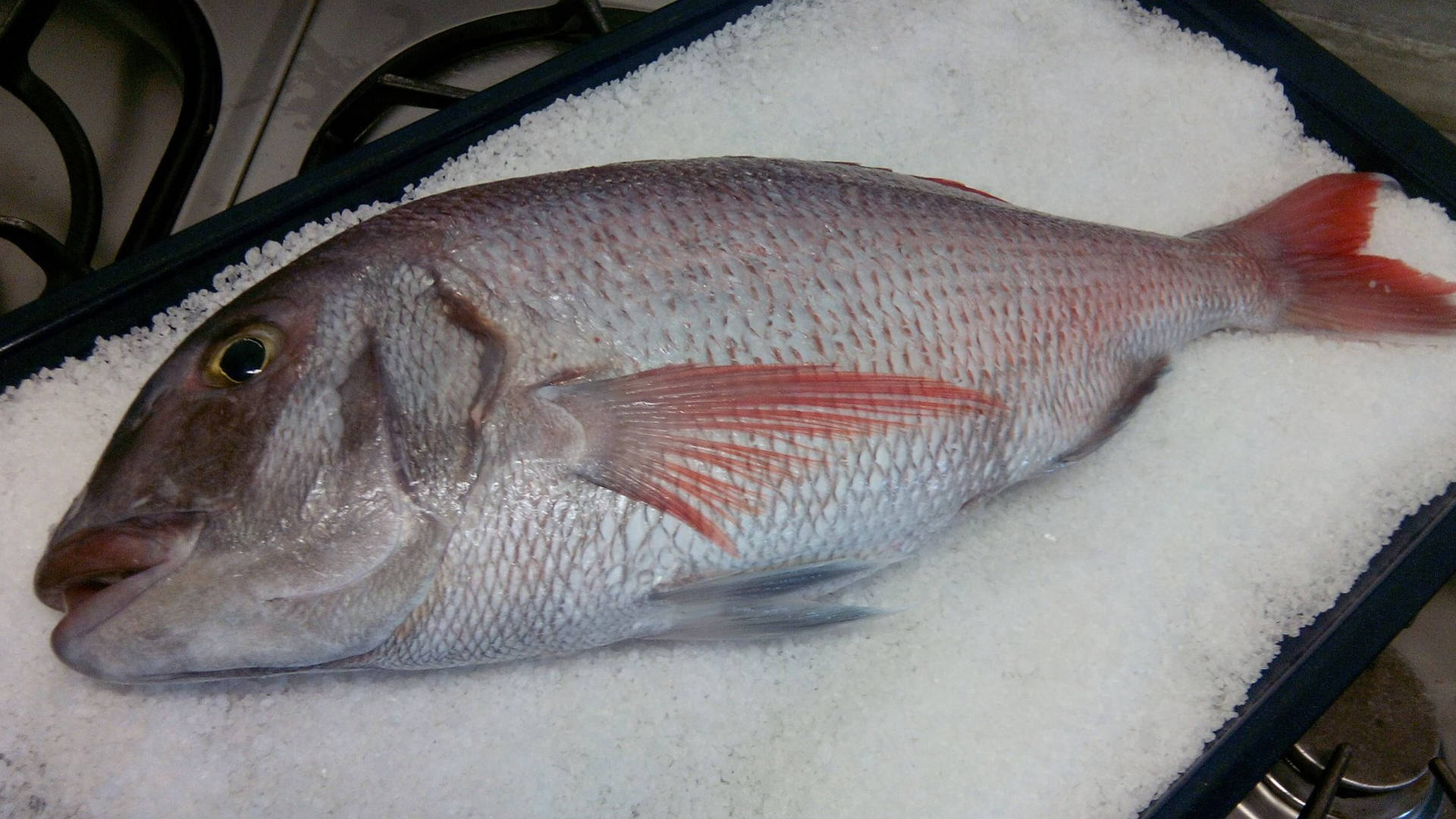Pargo Pargo
