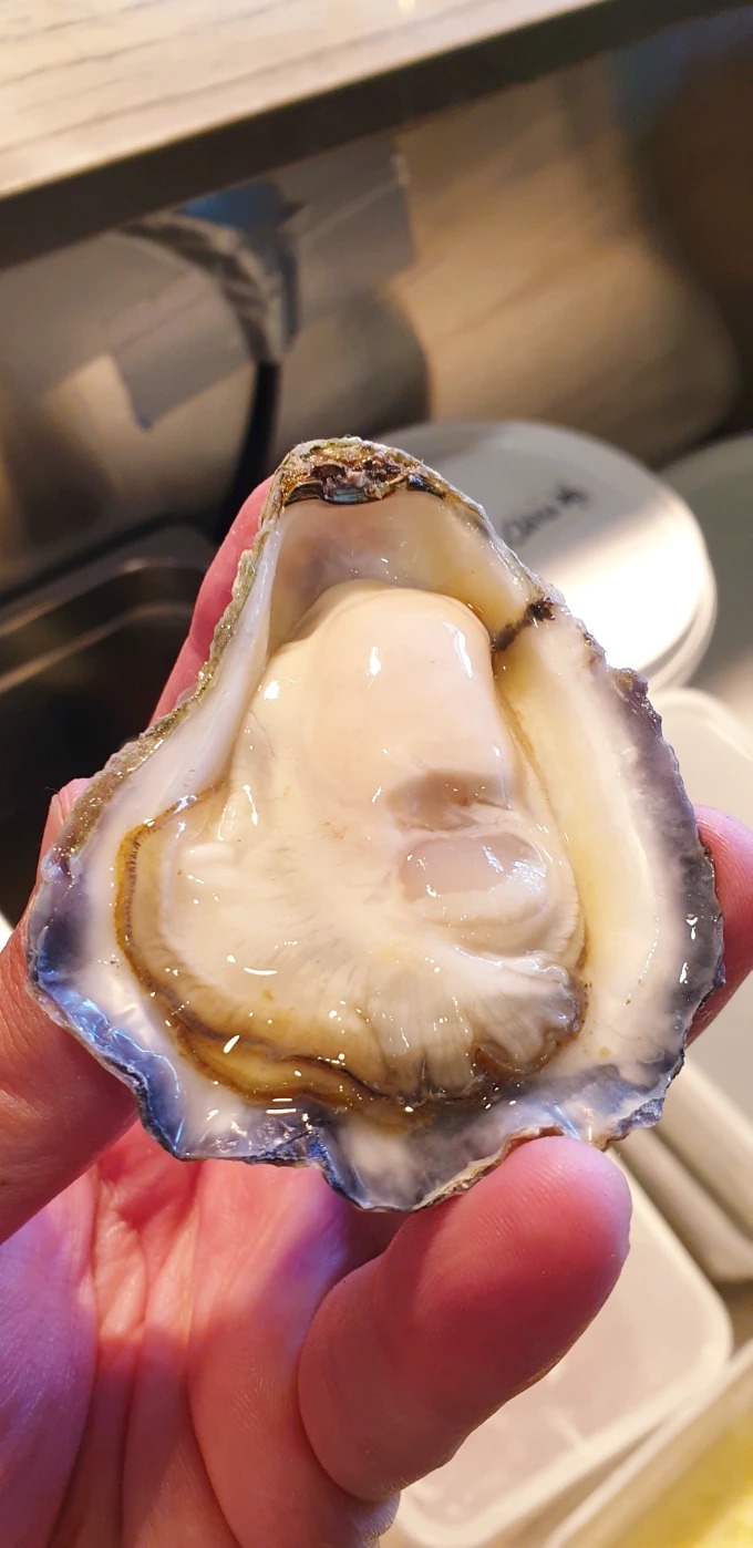 OYSTER.jpg