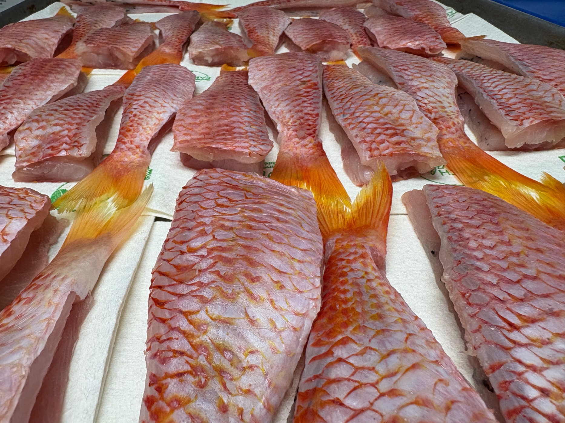 IMG_3159.jpeg IMG_3159.jpeg