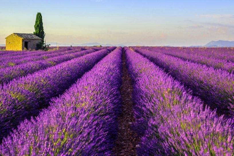 Lavender fields in Provence - Take a Chef