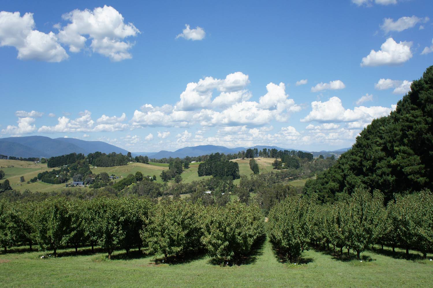 Private Chef in Yarra Ranges header