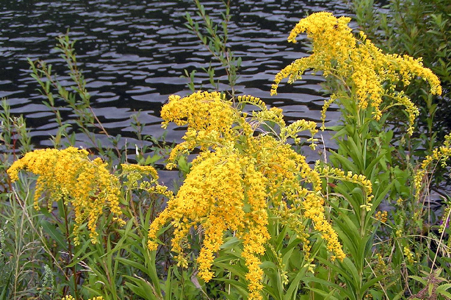 Private Chef in Goldenrod Private Chef in Goldenrod header