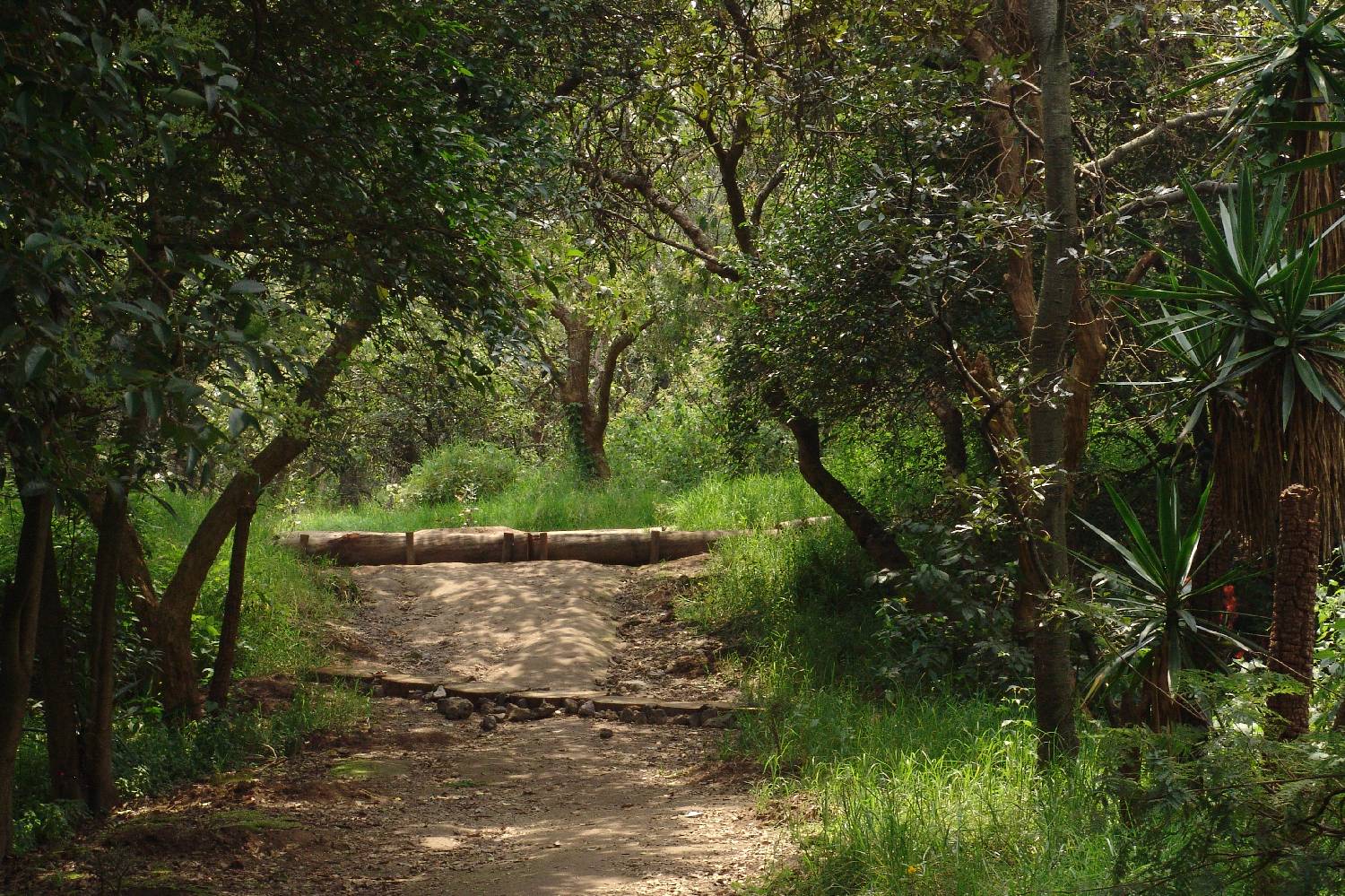 Chef a Domicilio en El Bosque Chef a Domicilio en El Bosque header