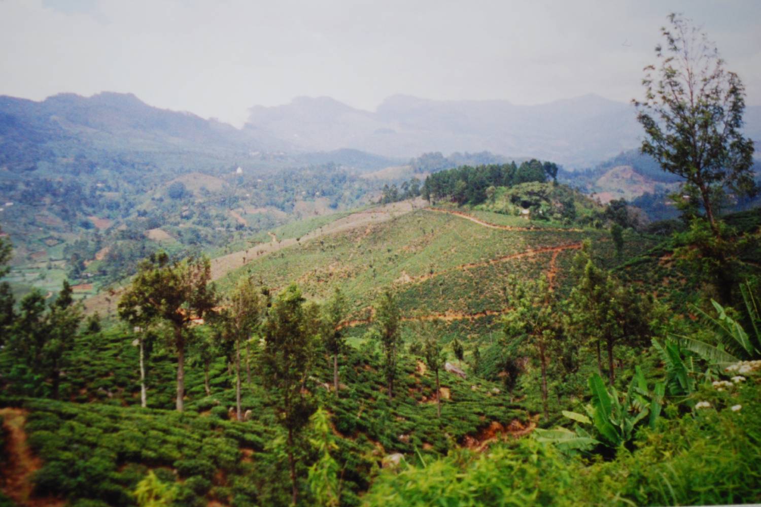 Private Chef in Province of uva Private Chef in Province of uva header