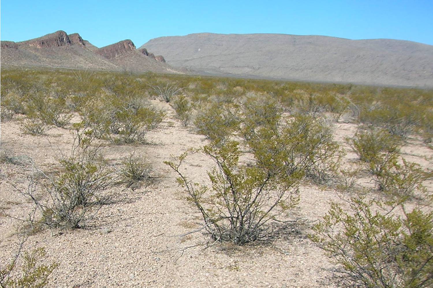 Chef a Domicilio en Coyame del Sotol Chef a Domicilio en Coyame del Sotol header