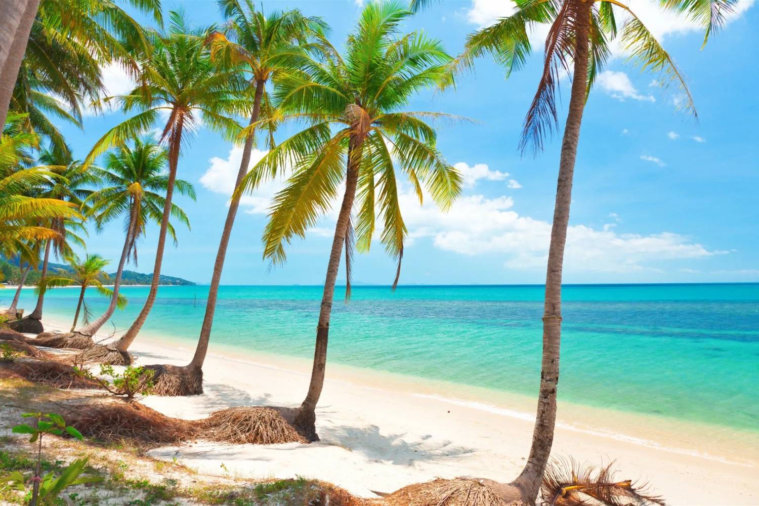 Beach of Koh Samui Beach of Koh Samui - Take a Chef